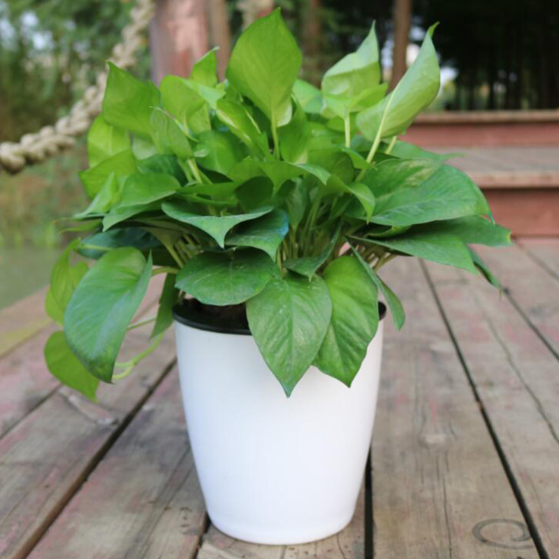 Samonawadniająca doniczka Lazy – Desk Setup Plant recenzja i cena